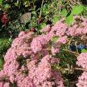 148 Batcave Garden in the Autumn - October 2010